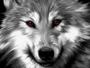 WhiteWolfPL