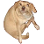 :dog: