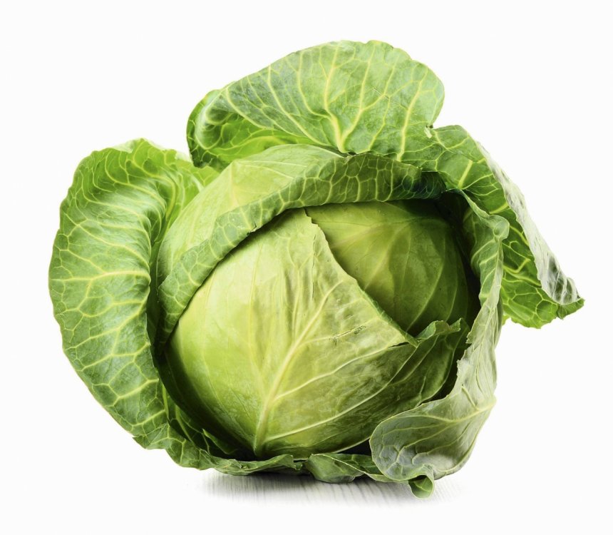 16983880-kapusta-biala.jpeg