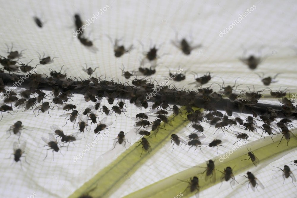 depositphotos_311325306-stock-photo-insect-flies-in-a-tourist.thumb.jpg.9d563fd96e5f2df28f7433536ac0118e.jpg