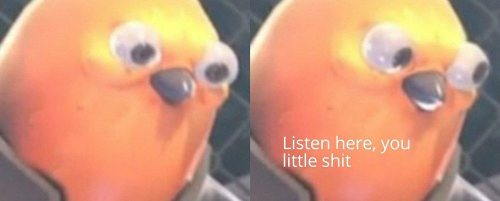 bird-saying-listen-here-you-little-shit-v0-nm93snupy1i31.jpg
