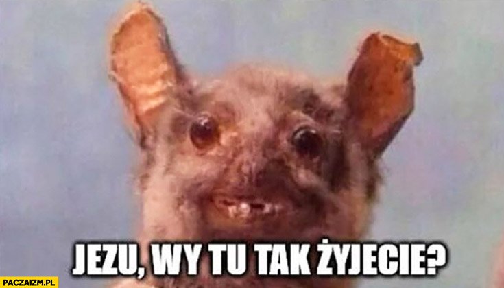 jezu-wy-tu-tak-zyjecie-nietoperz.jpg