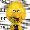 bigbird